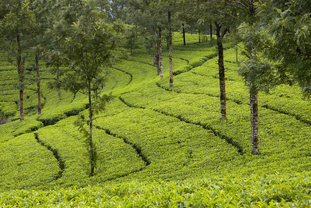 munnar