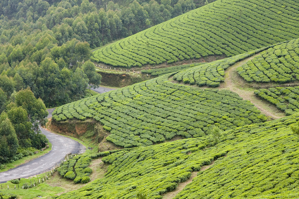 tea-estates