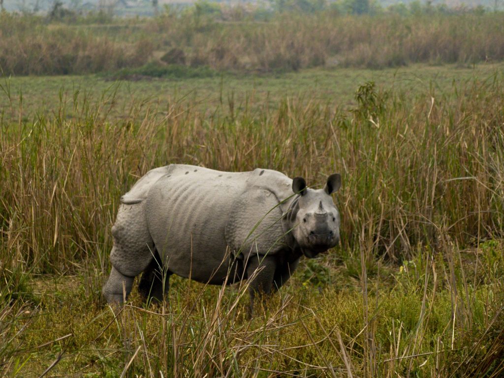 kaziranga