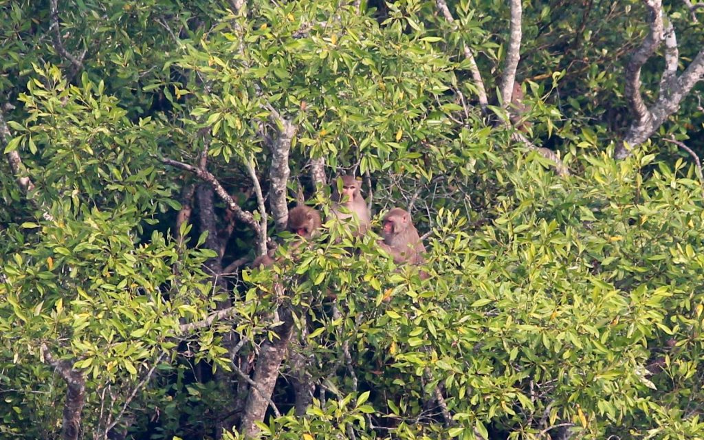 Sunderbans