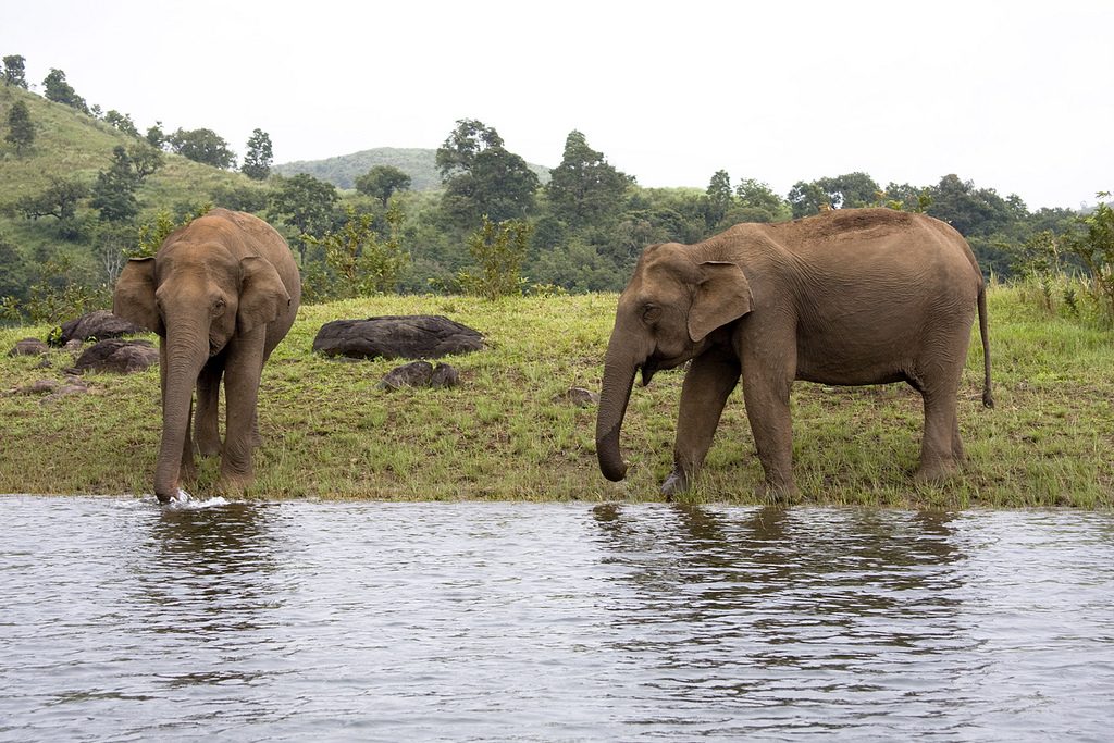 Thekkady