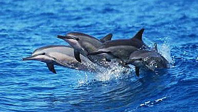 dolphins