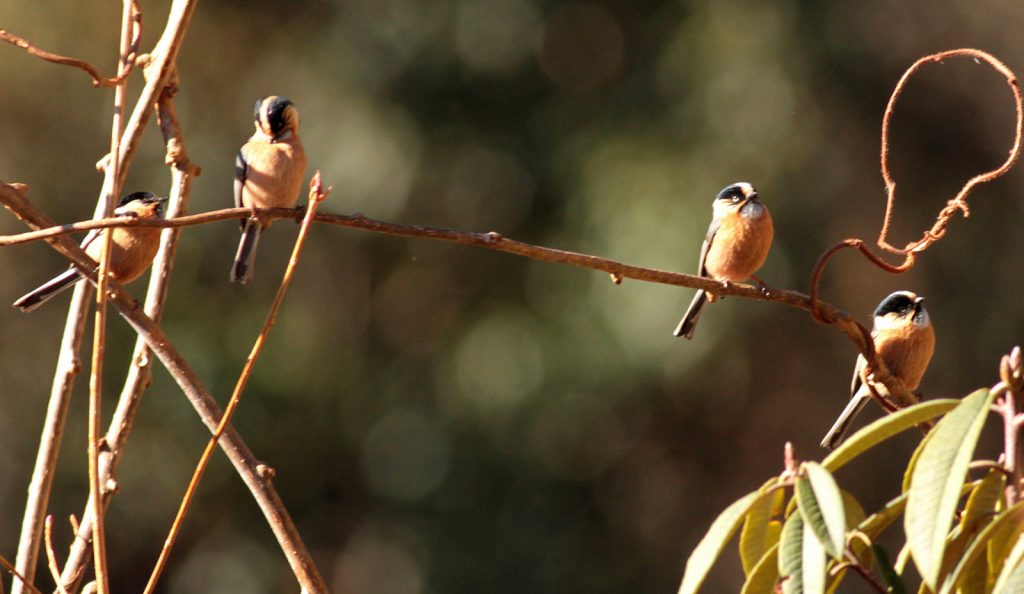 coringa-wild-life-sanctuary