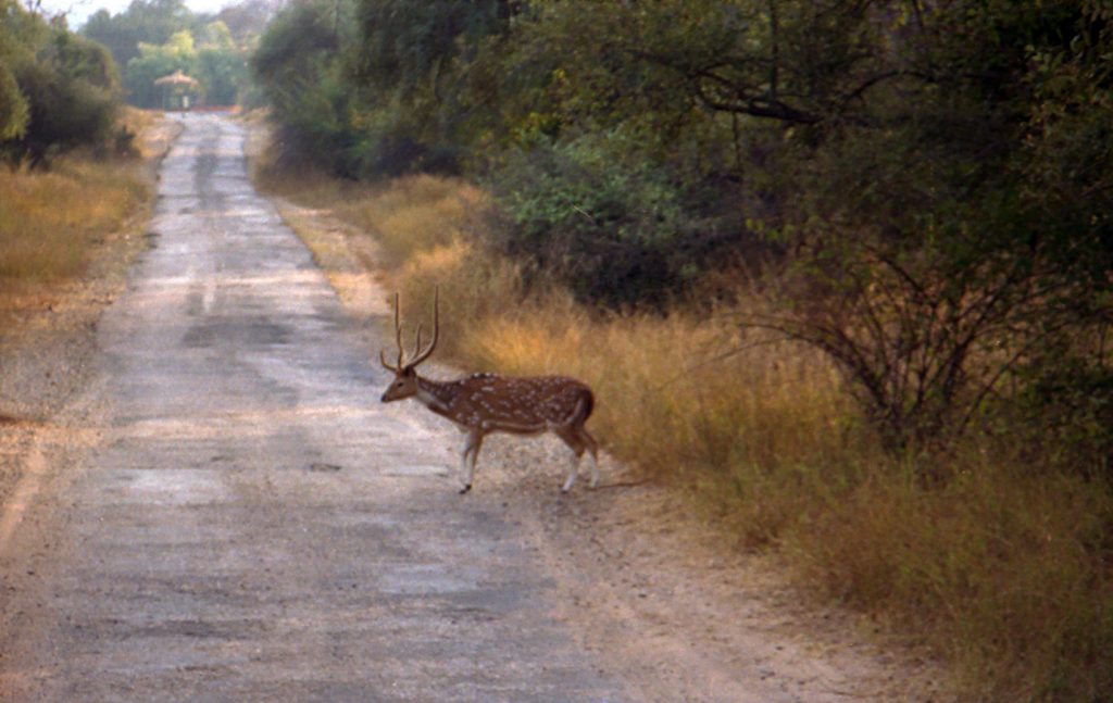 deer_in_sariska_reserve