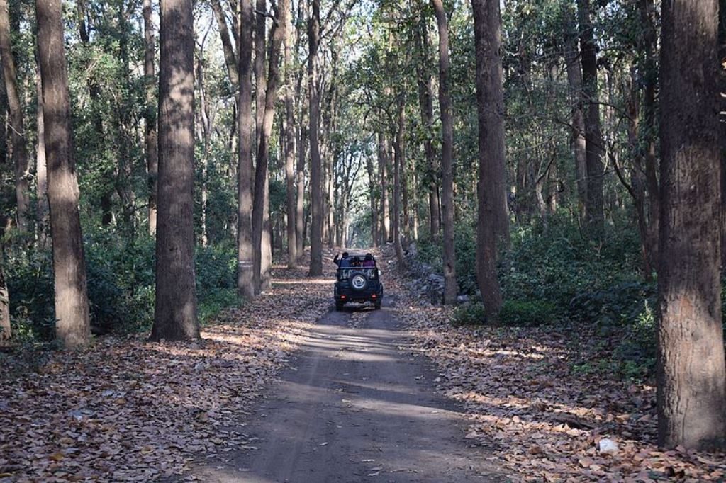 Jungle Safari