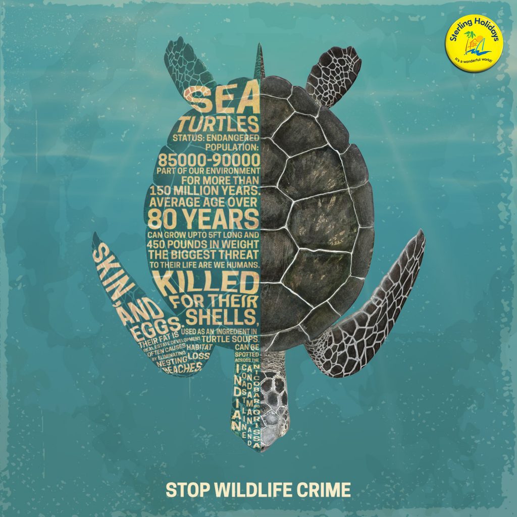 The Olive Ridley Sea Turtle