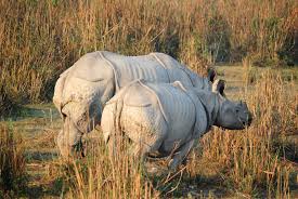 Kaziranga