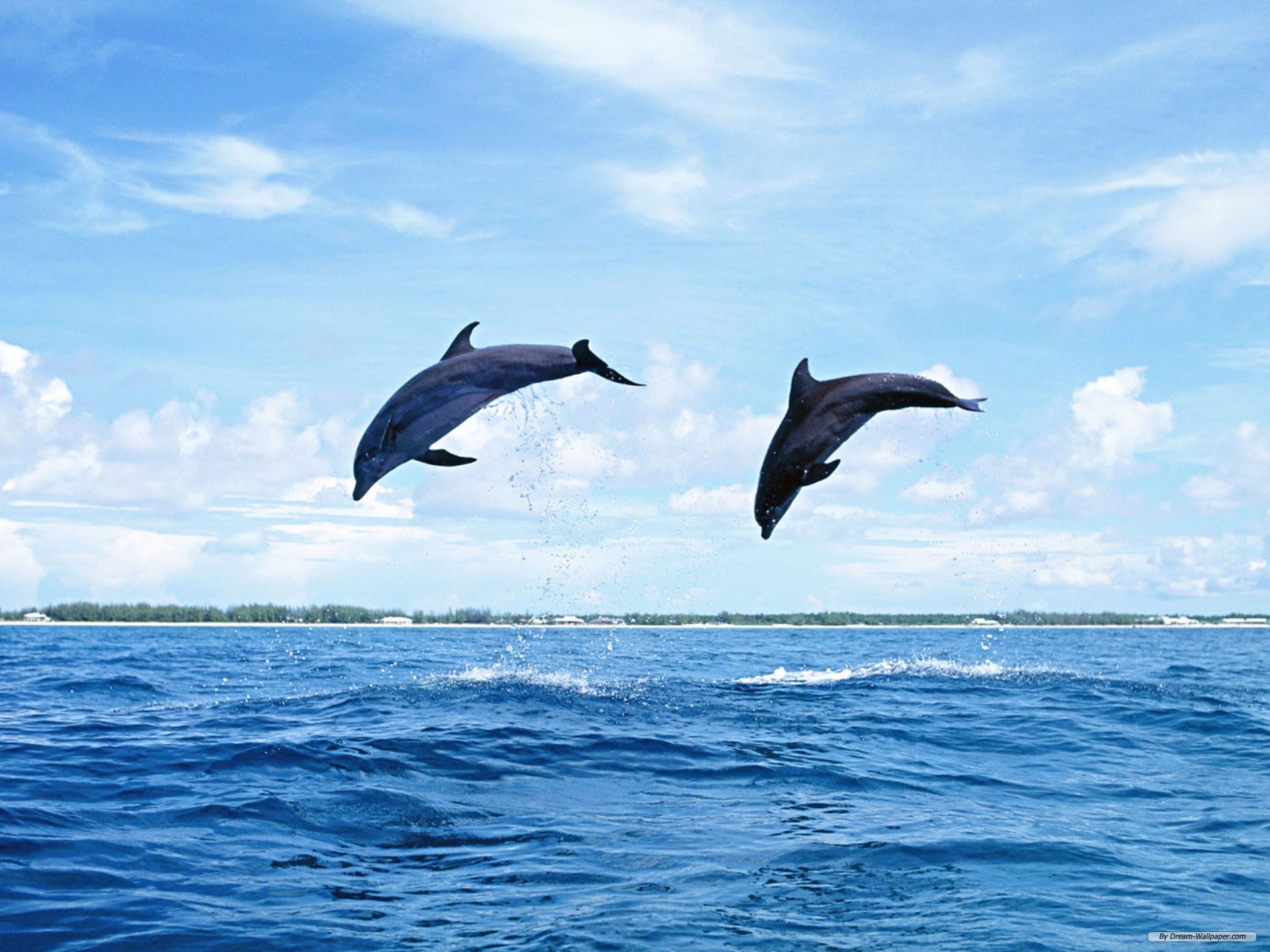 dolphins