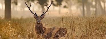 Kanha National Park