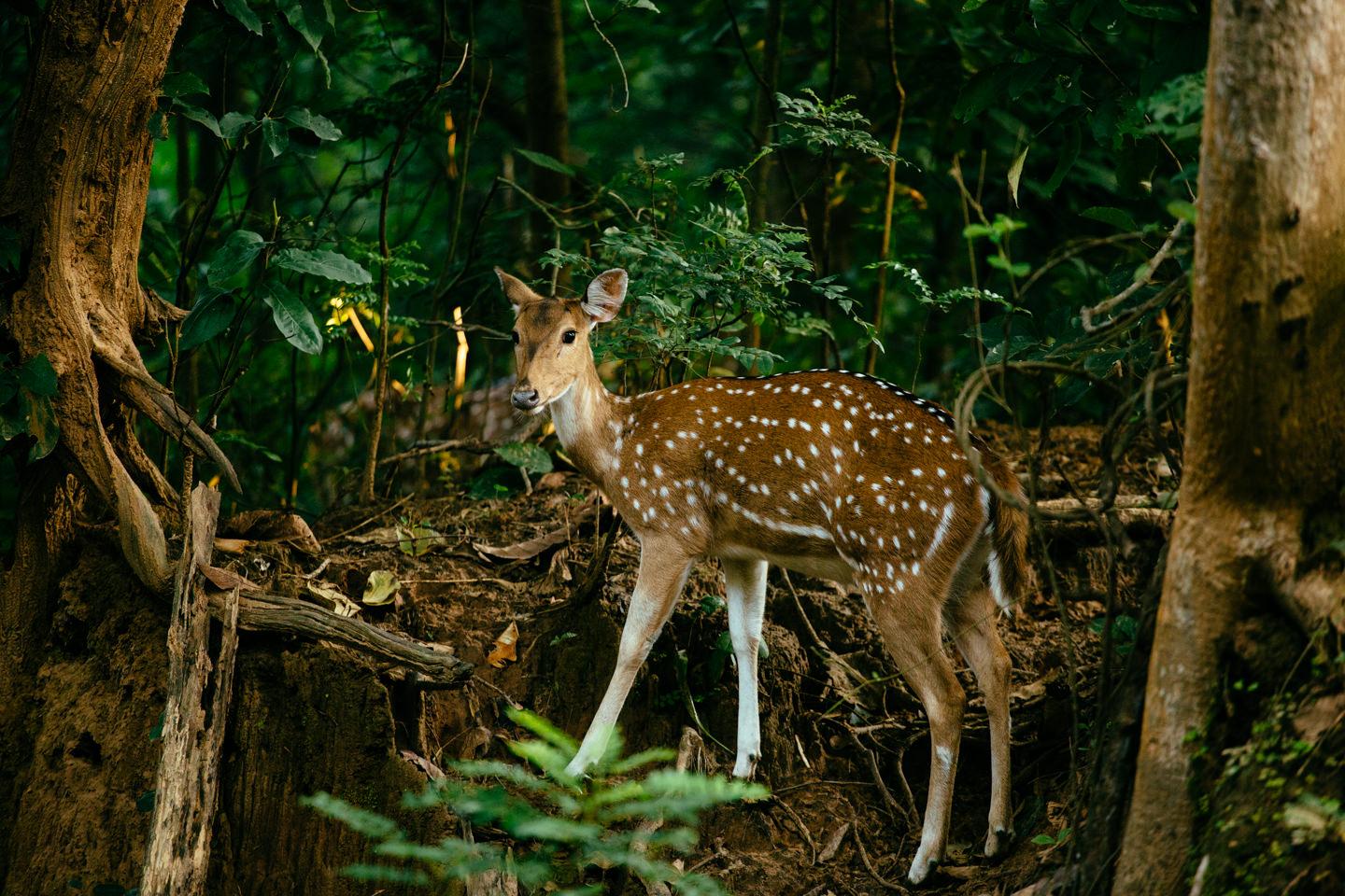 deer in corbett