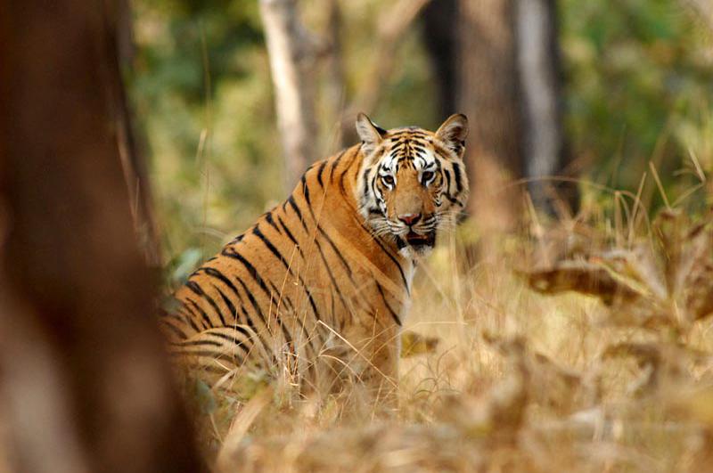 tiger at corbett national park