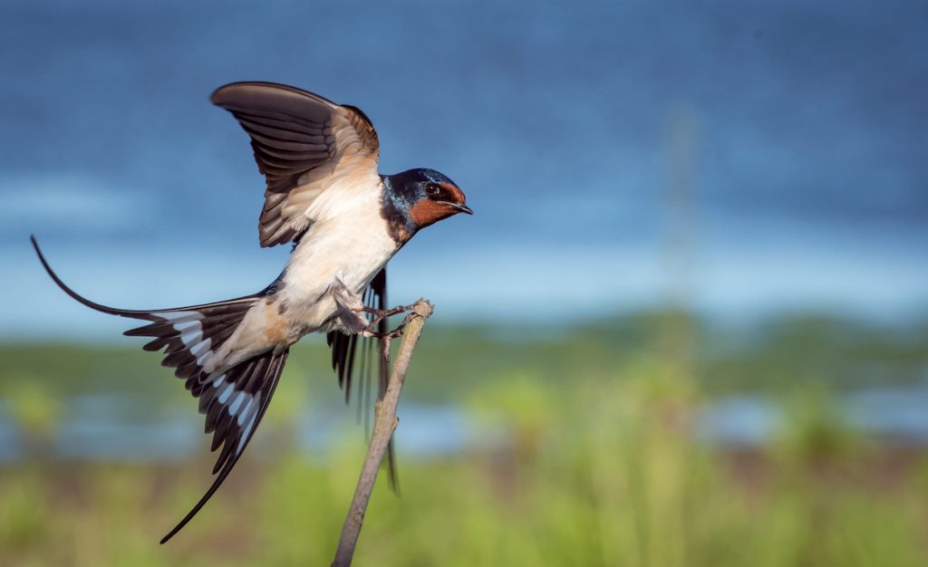 Kilbury Bird Sanctuary