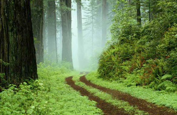 Bamboo Forests of Muthanga