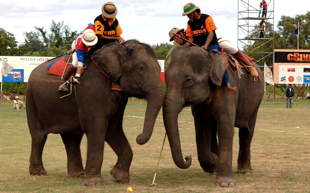 Elephant Polo