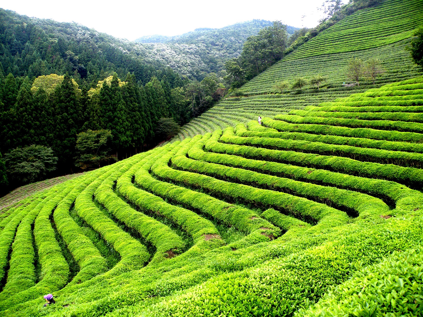 Tea gardens Darjeeling