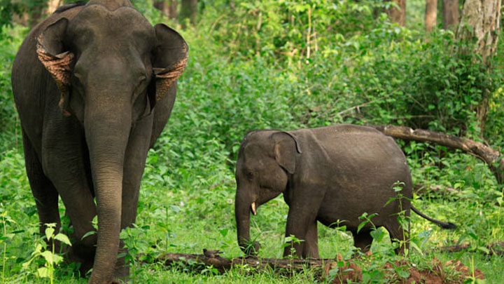 Wayanad Wildlife Sanctuary