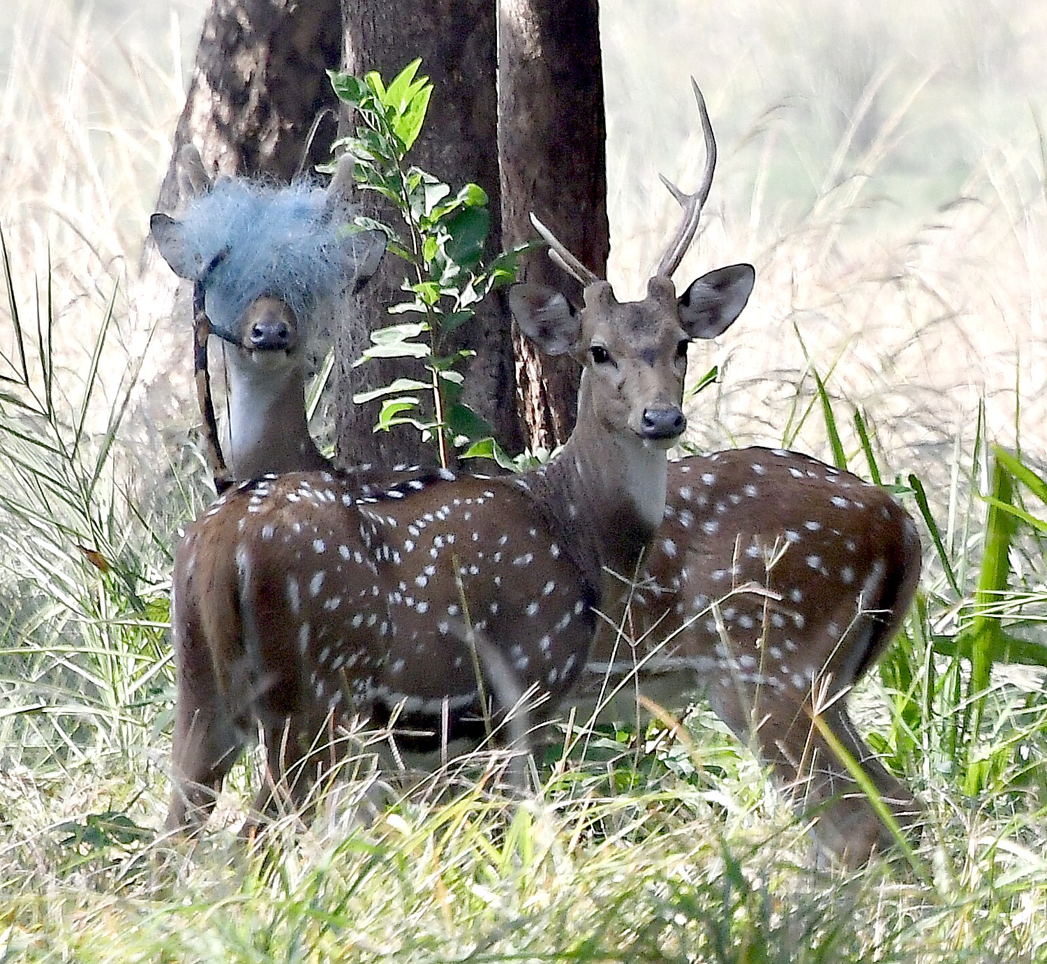 Kanha National Park