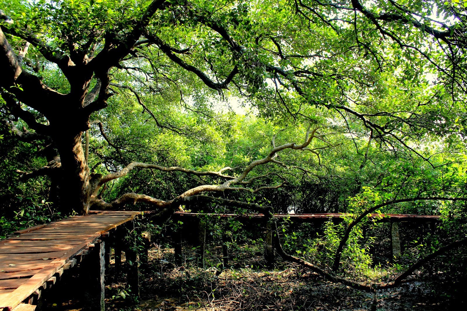 Mangrove forests
