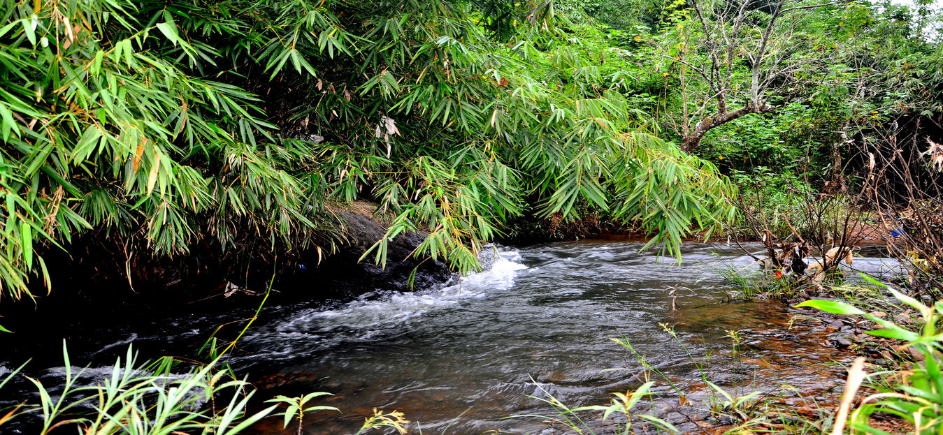 chaintree in wayanad