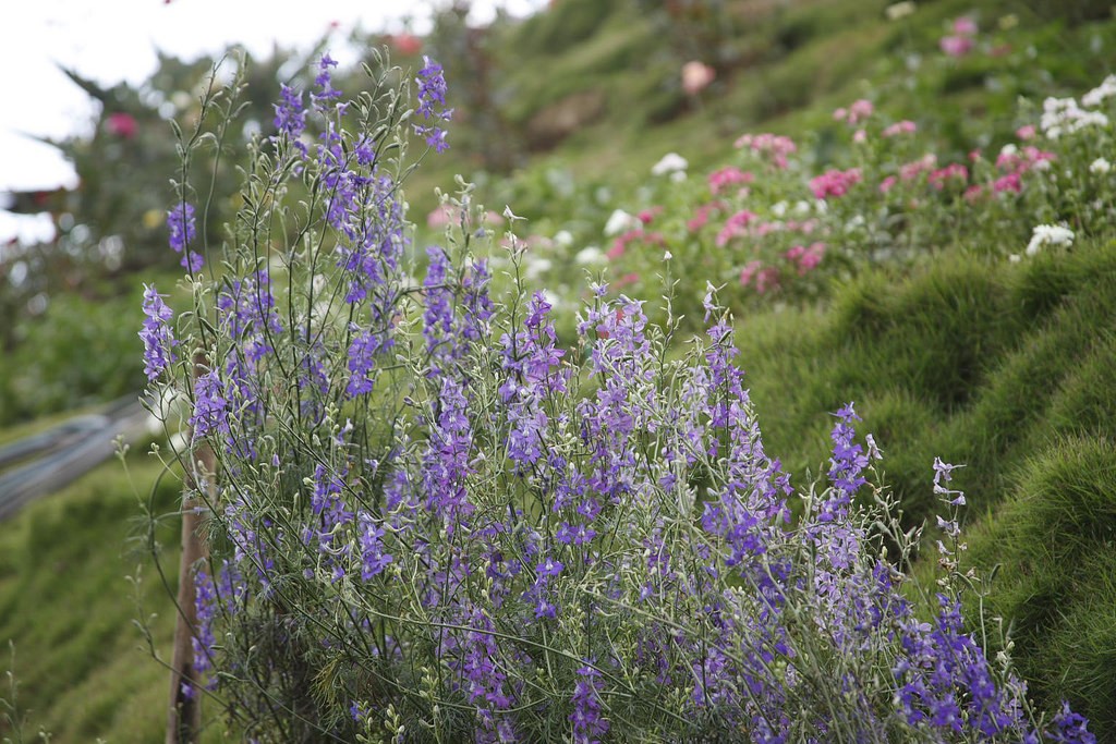 Flowers in Eravikulam