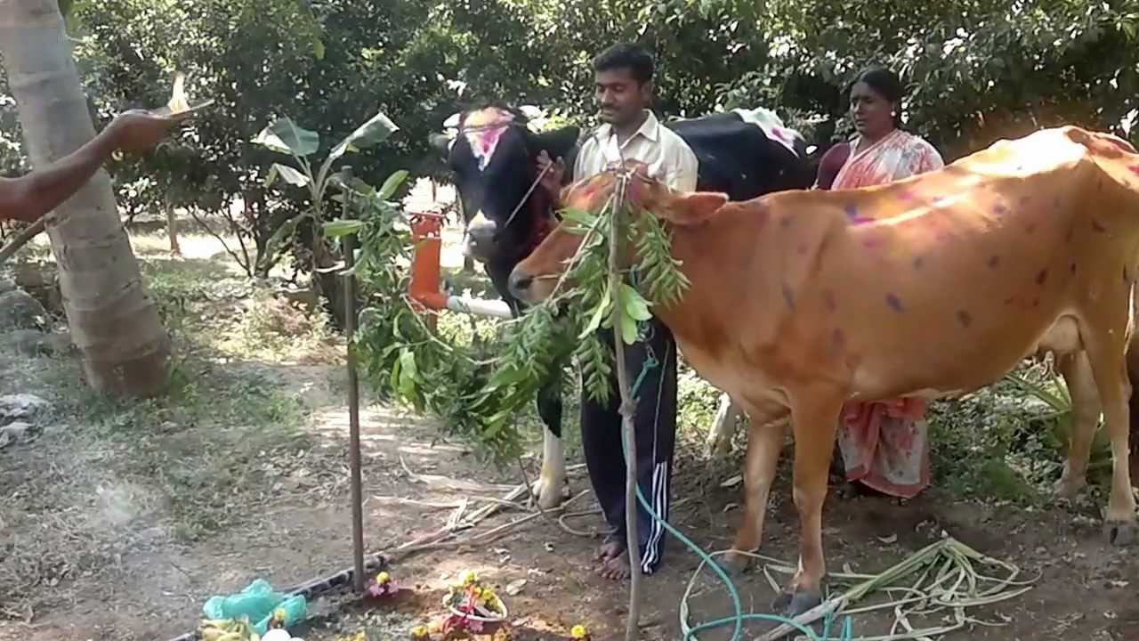 Maatu Pongal