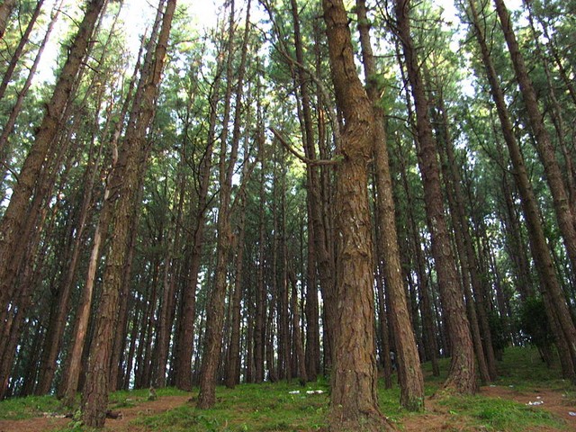 Pine Forest