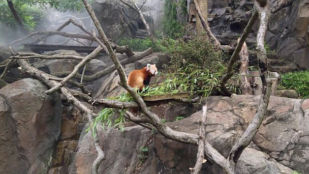 Sandakphu Red Panda