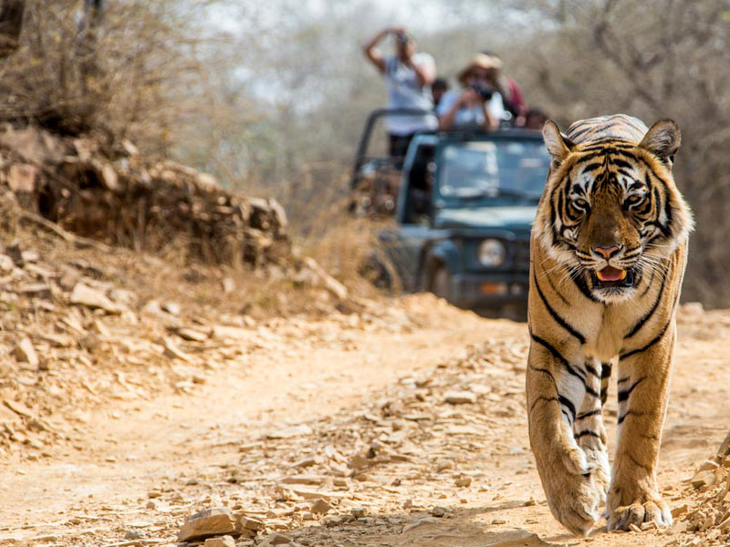 Jim-Corbett-National-park-min