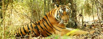 bandhavgarh