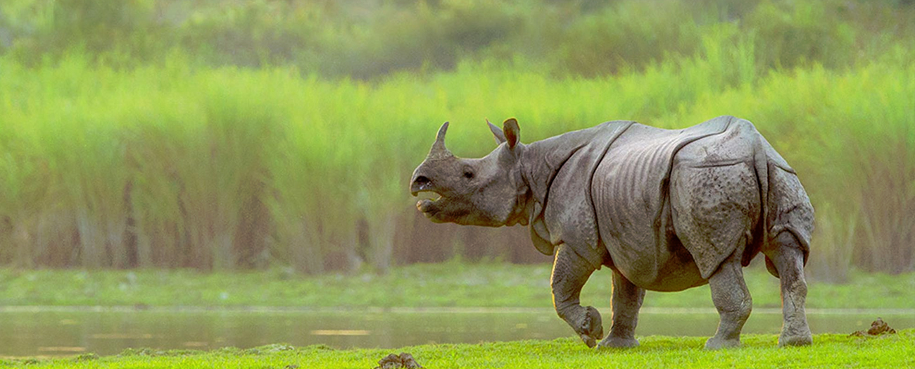 kaziranga-national-park3