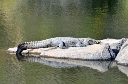 Trevor crocodile