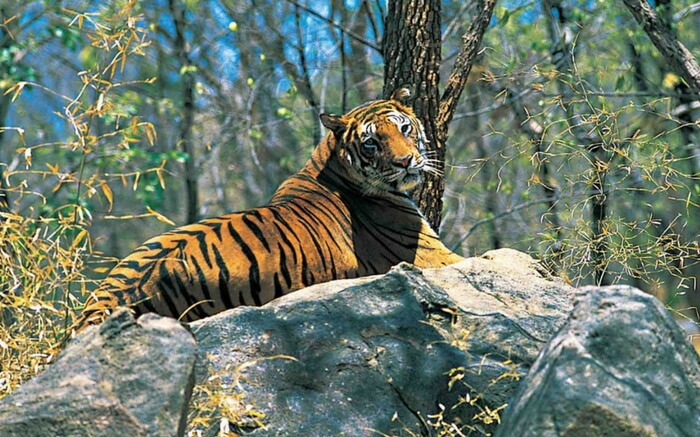 parambikulam tiger reserves