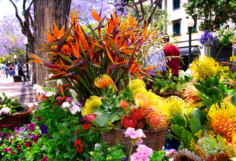 Internation Flower Festival in Sikkim