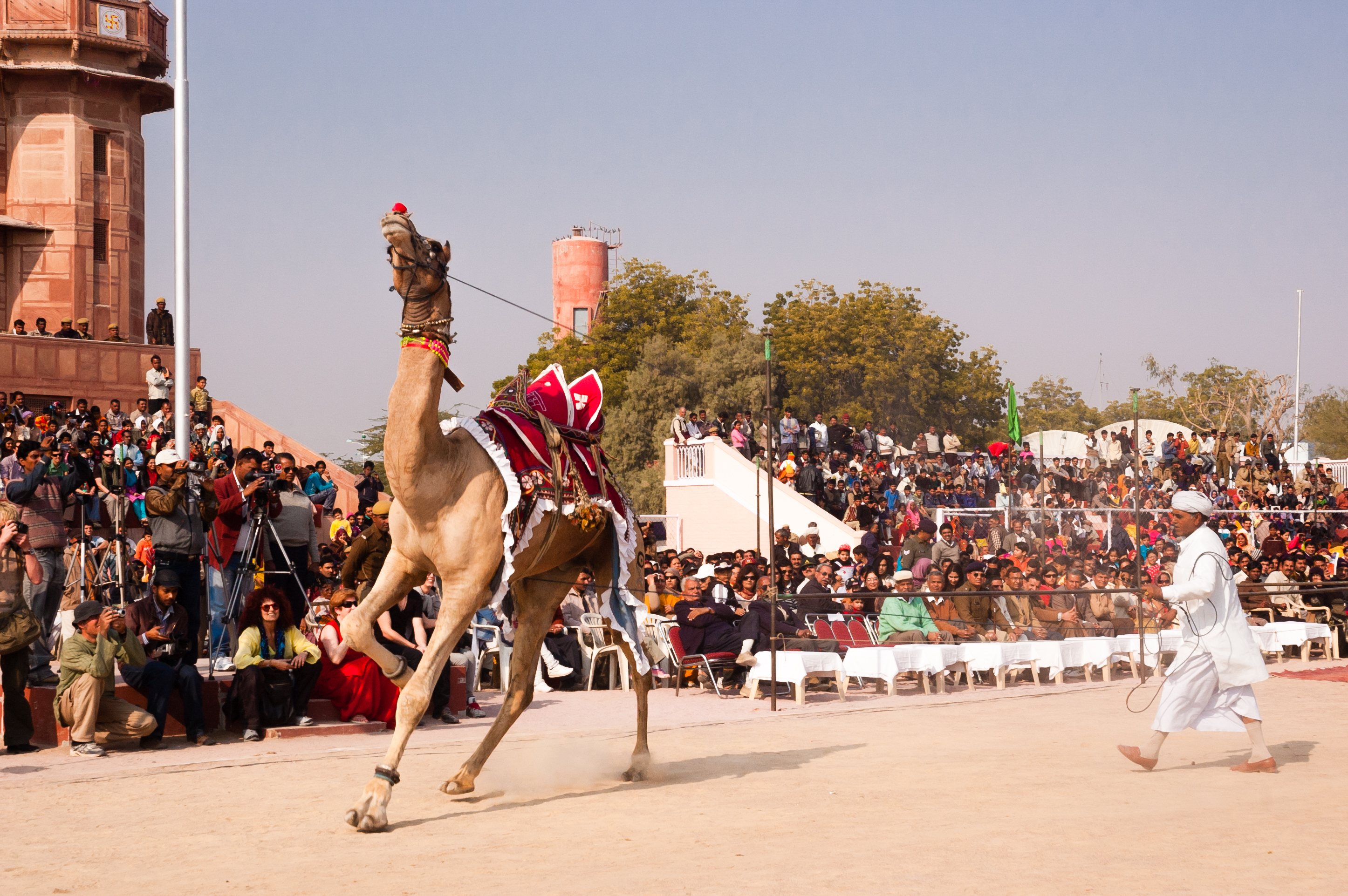 Camels at the Camel Fair