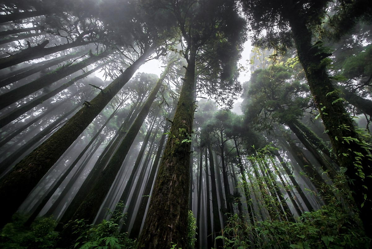 Darjeeling Pine Forest