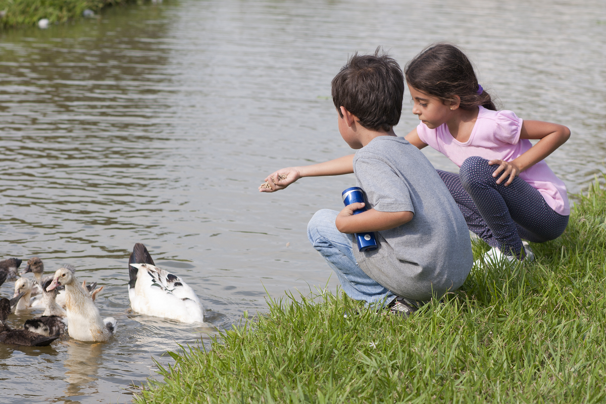 Indian Kids playing with ducks