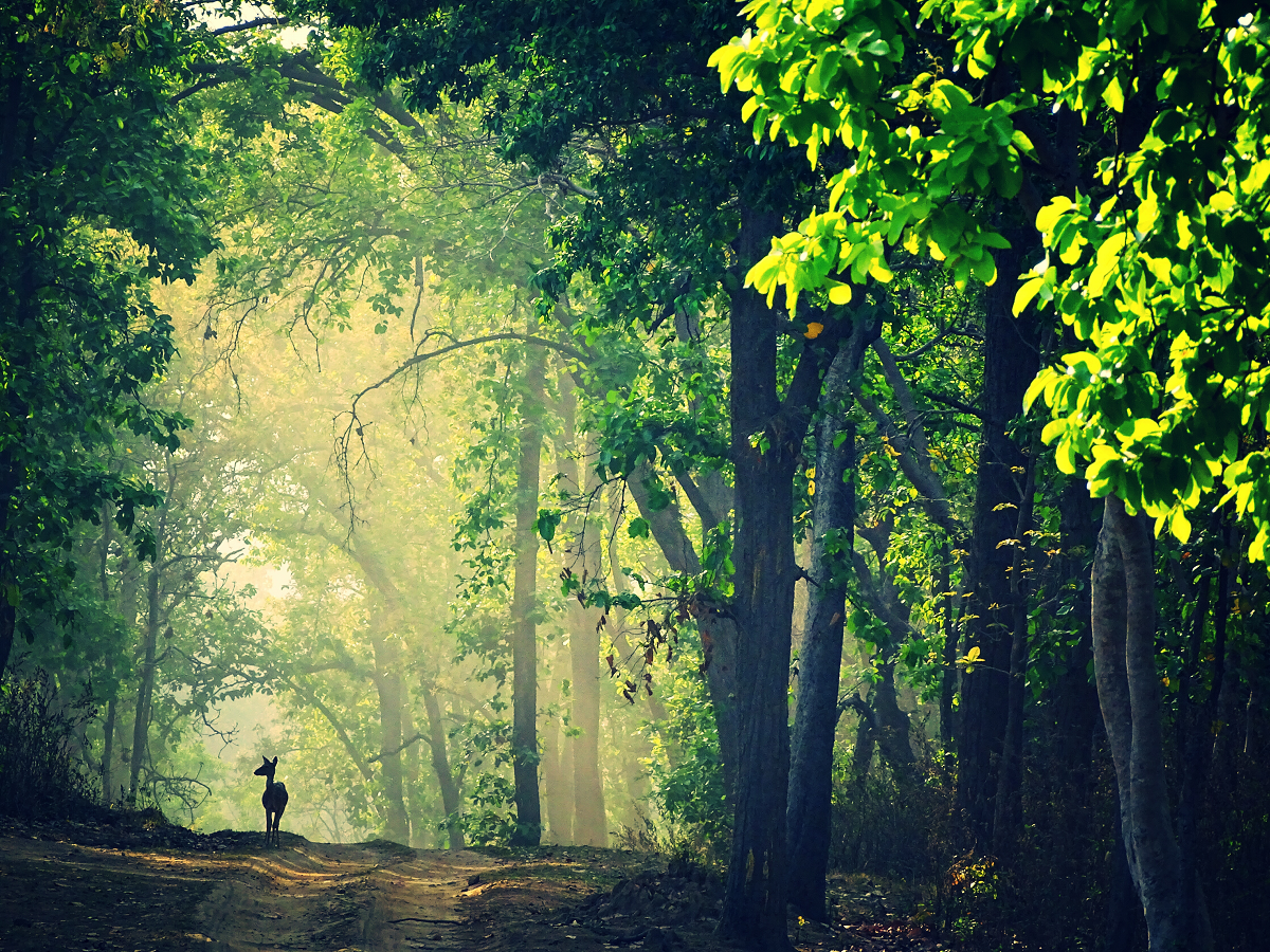 Kanha Forest