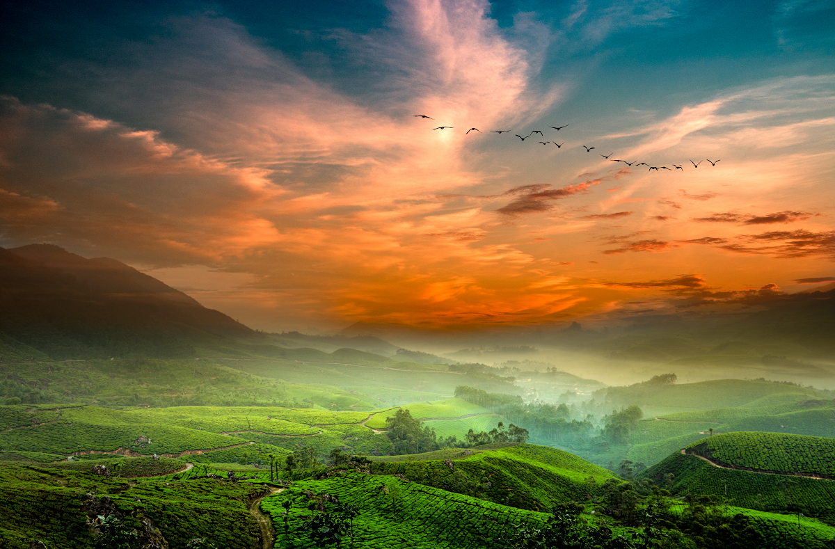 Munnar Tea Plantation Sunset