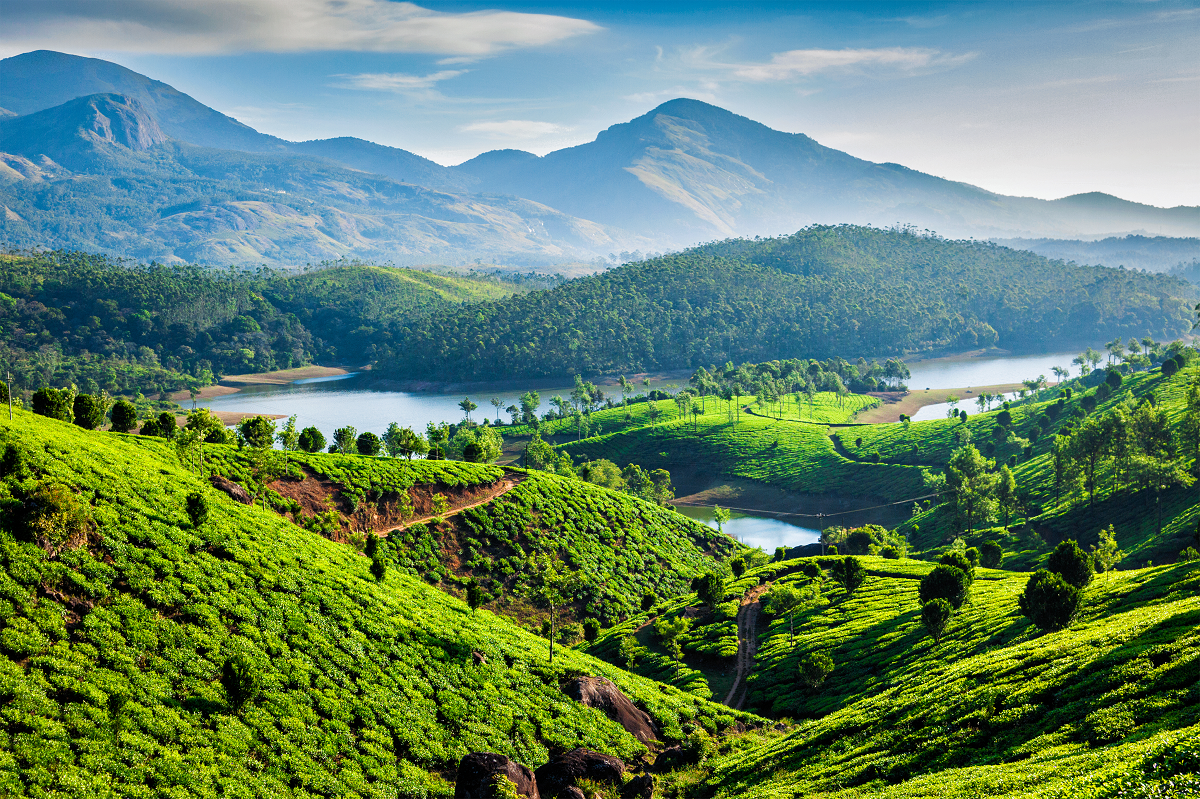 Munnar Tea Plantations