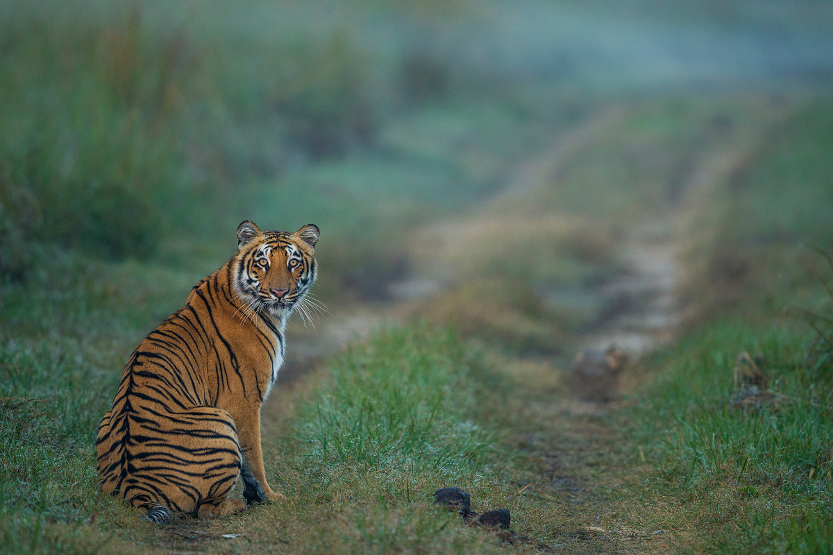 Tiger Corbett National Park