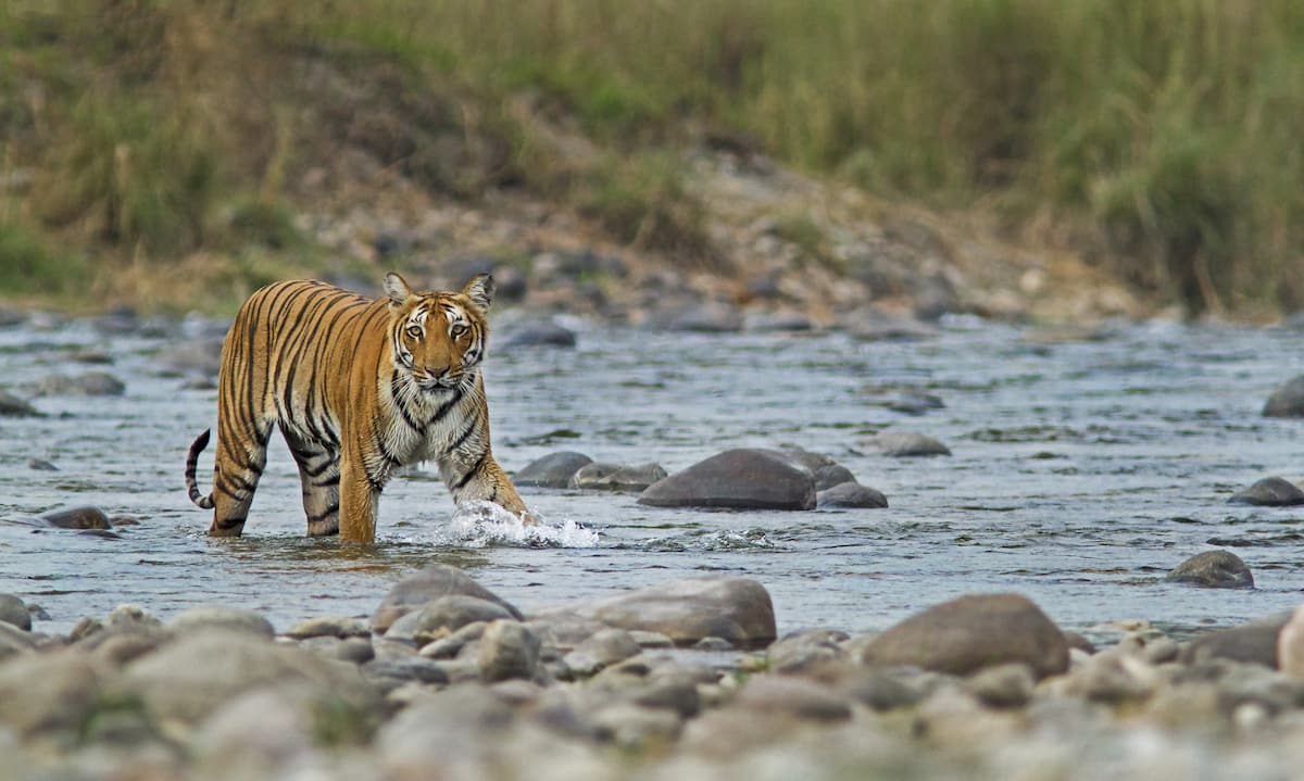 Corbett National Park Tiger