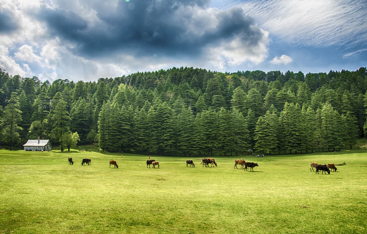 Dalhousie Landscape