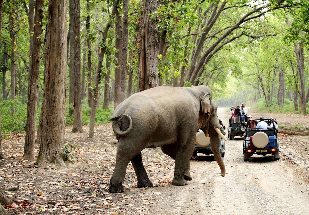 Elephants safari jim corbett