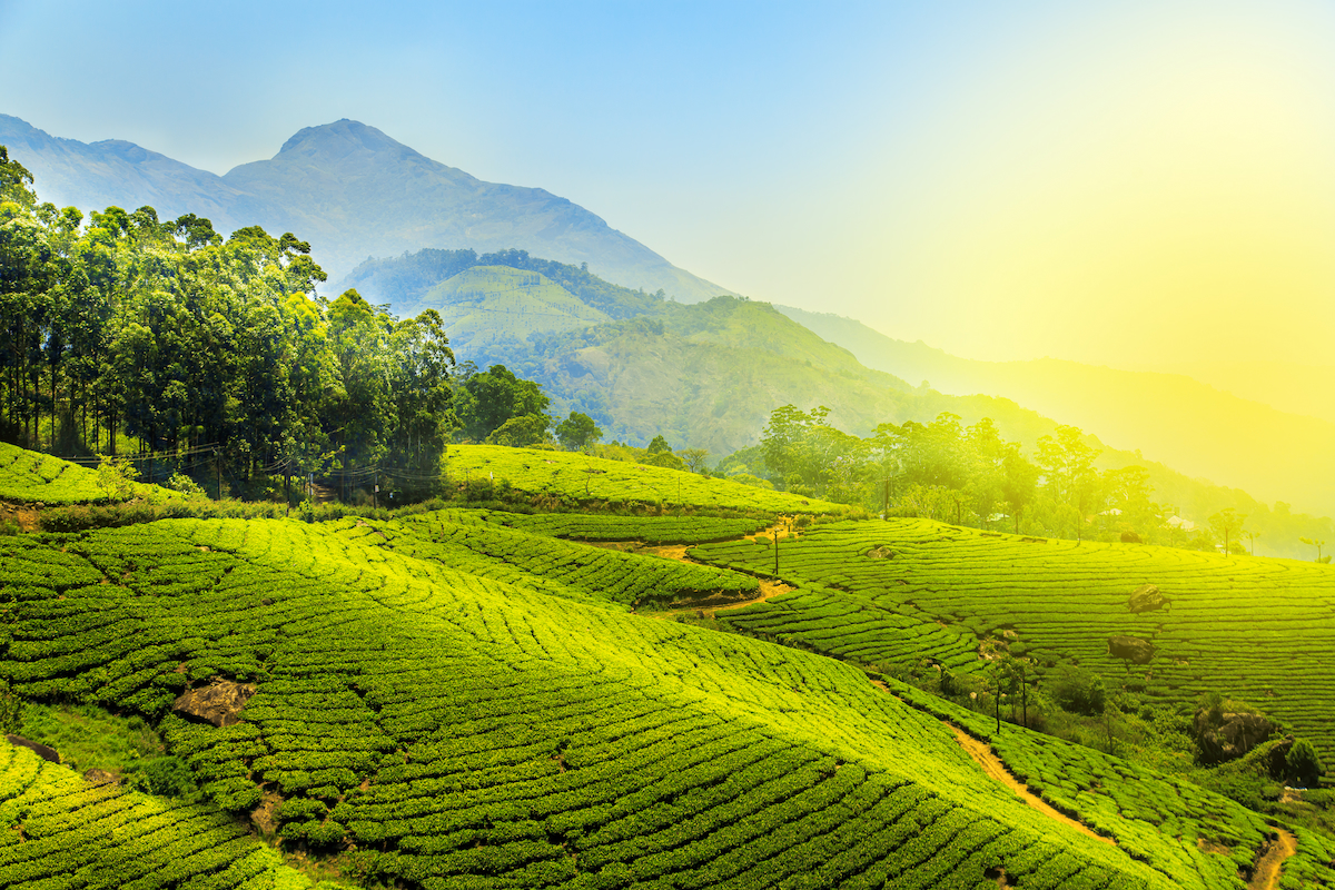 Munnar Tea Plantation