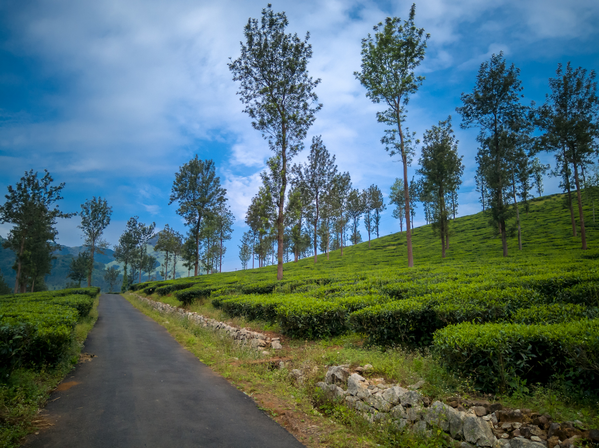 Tea plantations Kerala