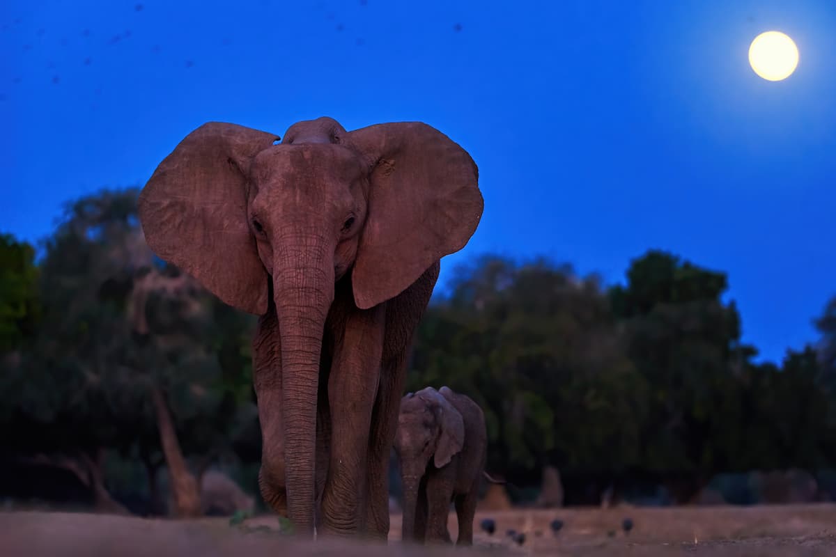 Elephant Night Safari