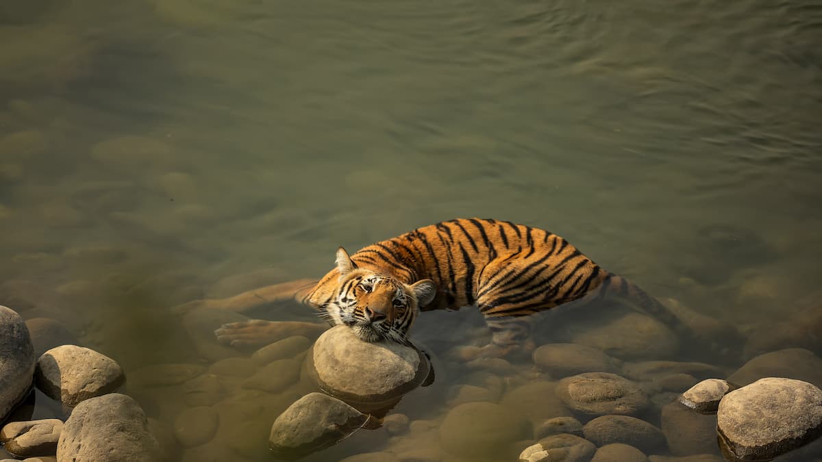 Tiger Jim Corbett