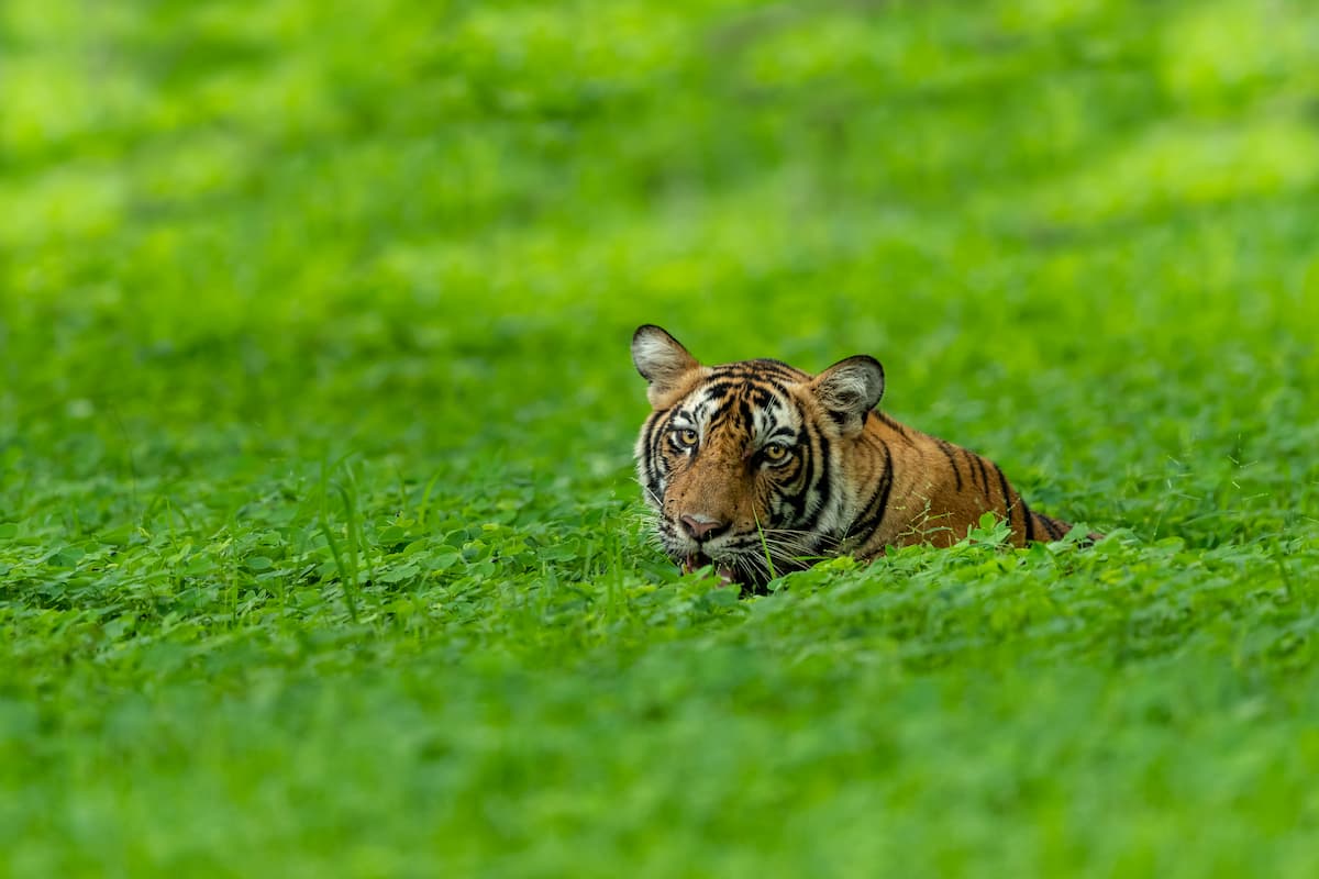 Tiger in Kanha