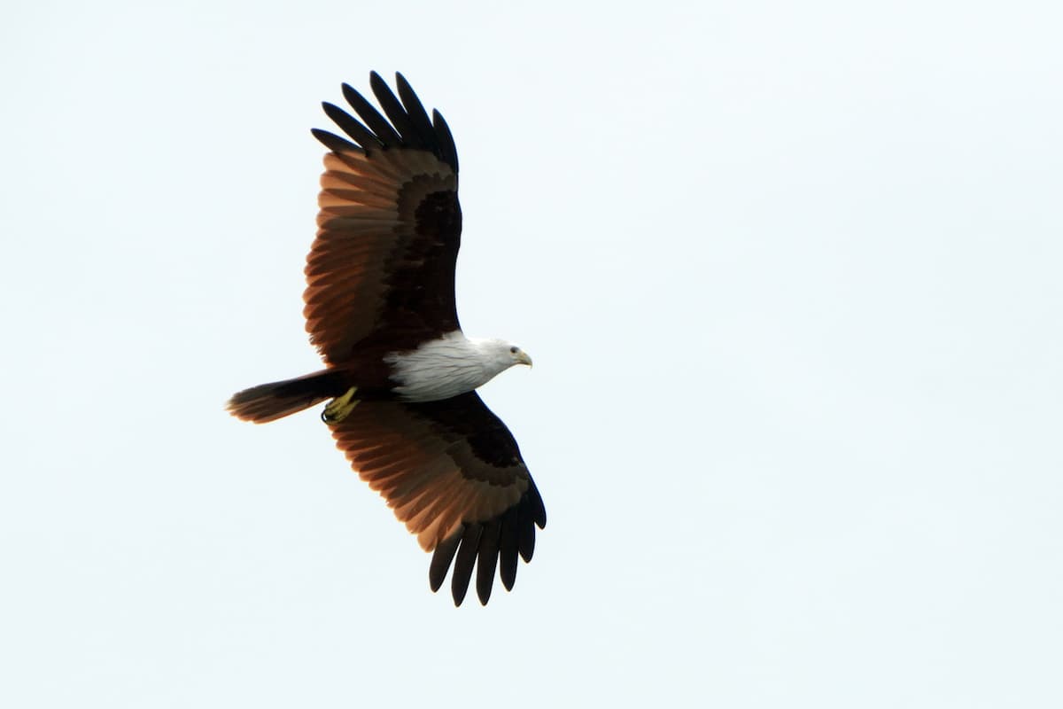 Brahminy Kite