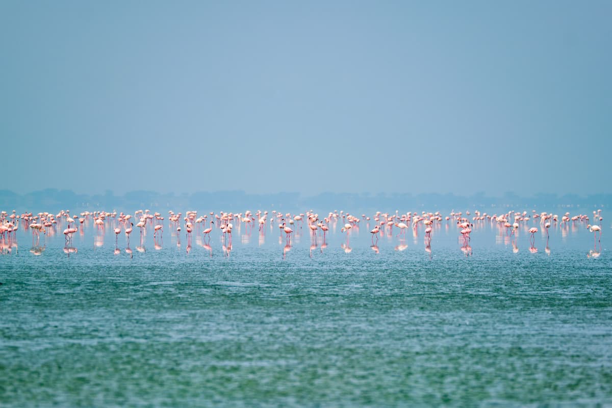 Sambhar Salt Lake Flamingoes